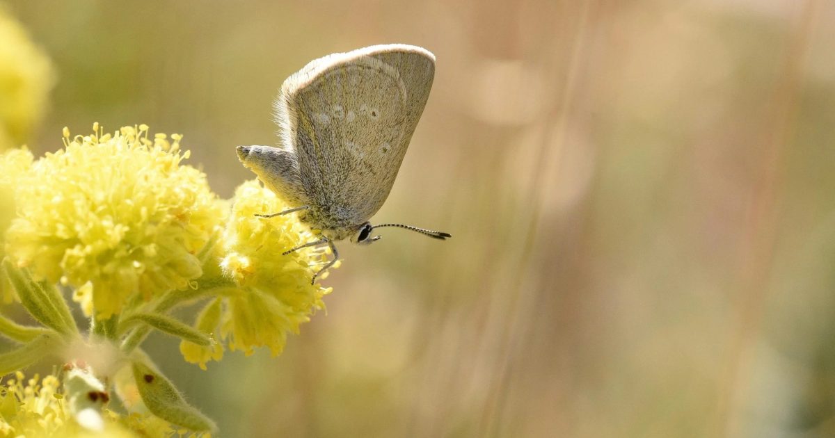 butterfly