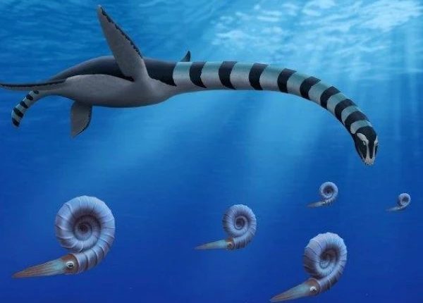 Remains of strange marine creature discovered in Canada