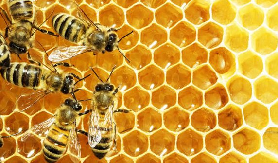 Scientists identify new threats to bees