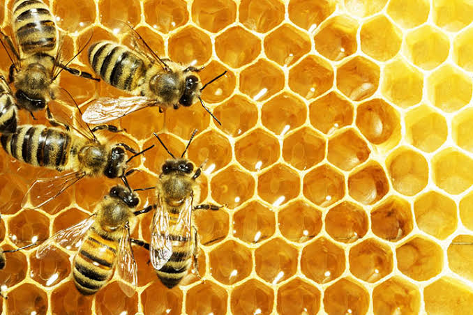 Scientists identify new threats to bees