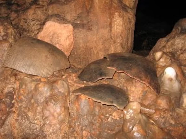 Sensational revelation about human bones