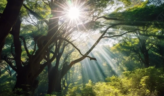 SUN LIGHT