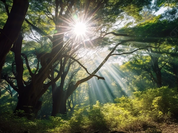 SUN LIGHT