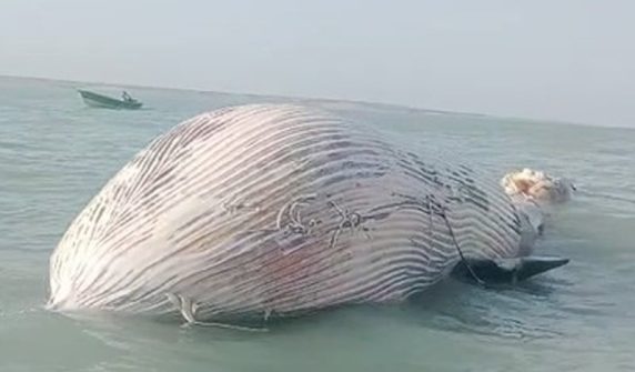 35-foot-long blue whale found dead in Balochistan sea