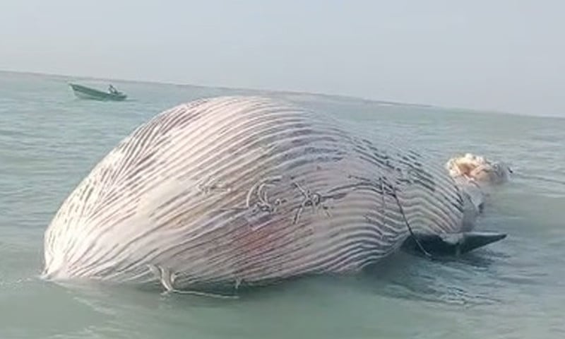 35-foot-long blue whale found dead in Balochistan sea