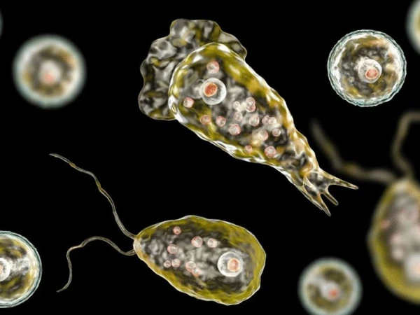 Brain-eating amoeba