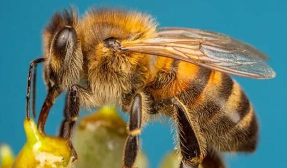 China has created a device to control the minds of bees