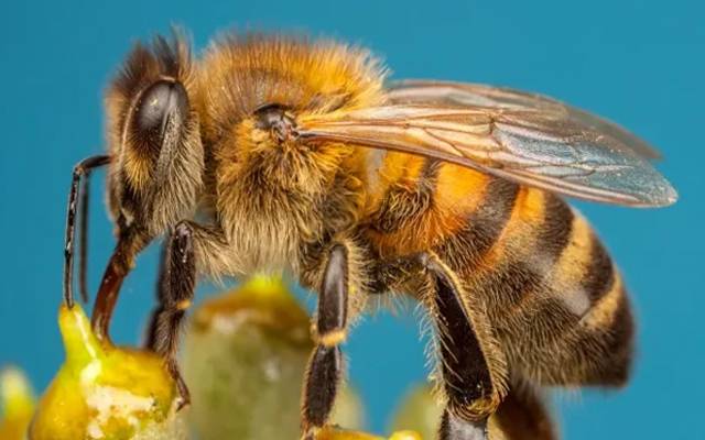 China has created a device to control the minds of bees