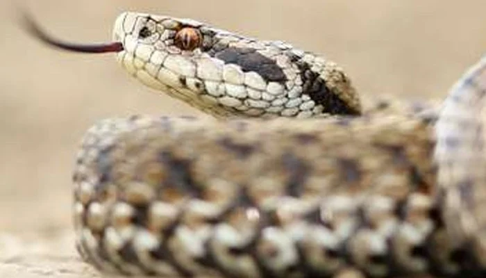 Dangerous snakes emerge in Thar Desert