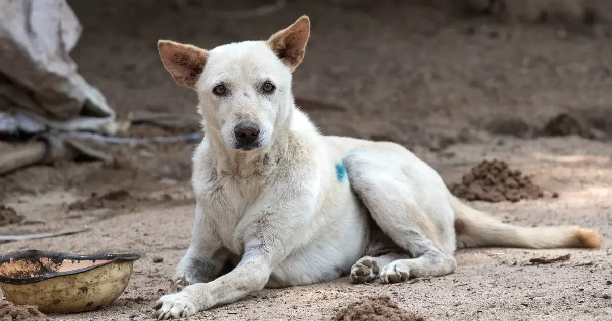 Lahore Stray dog ​​attacks child playing in street