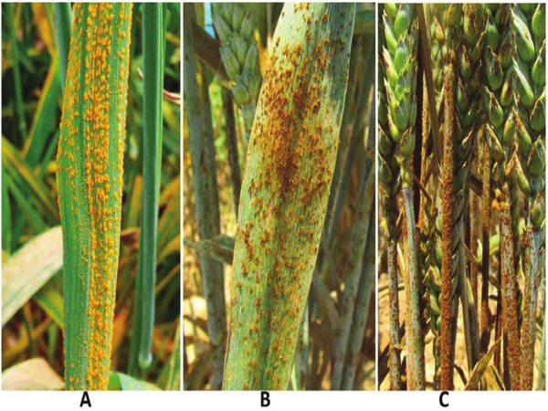 Scientists find solution to 'wheat cancer'