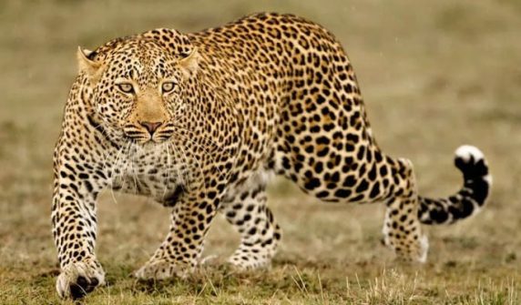 Second leopard attack in 24 hours