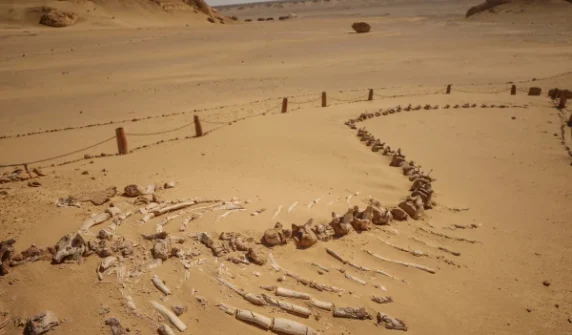 Whales once had feet,