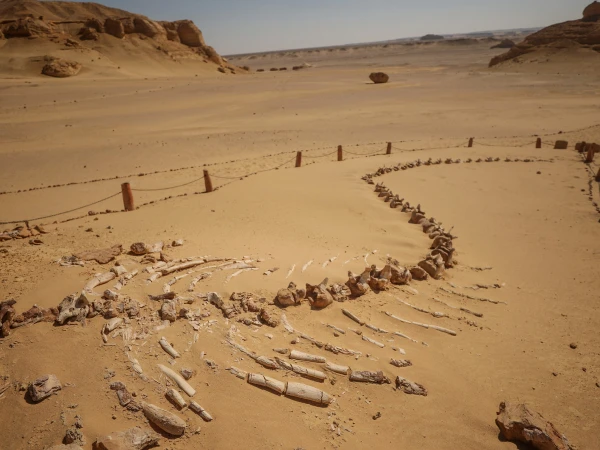 Whales once had feet,