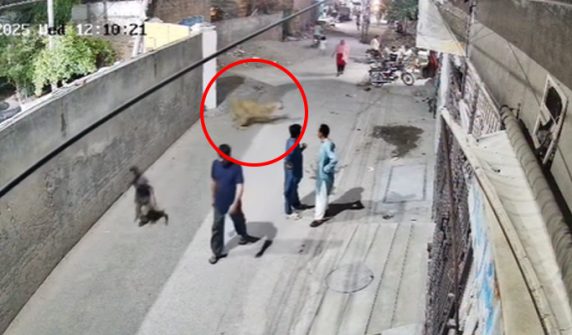 lion attack in Johar Town