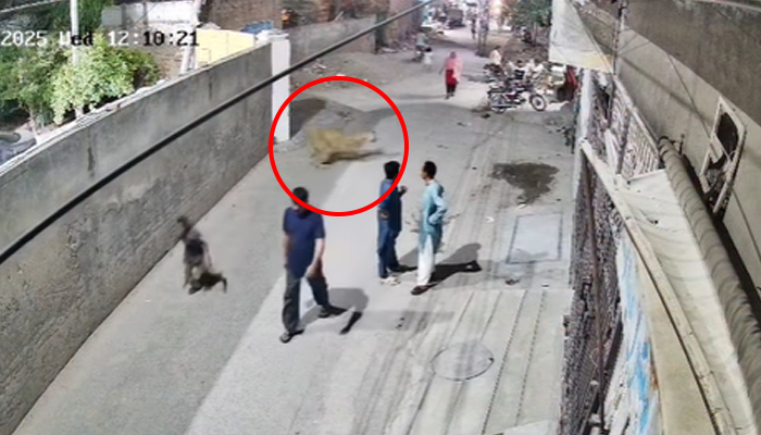 lion attack in Johar Town