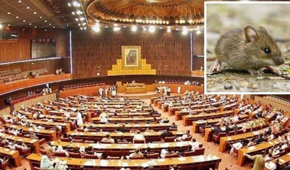 A rat escaped from the Senate during a session.