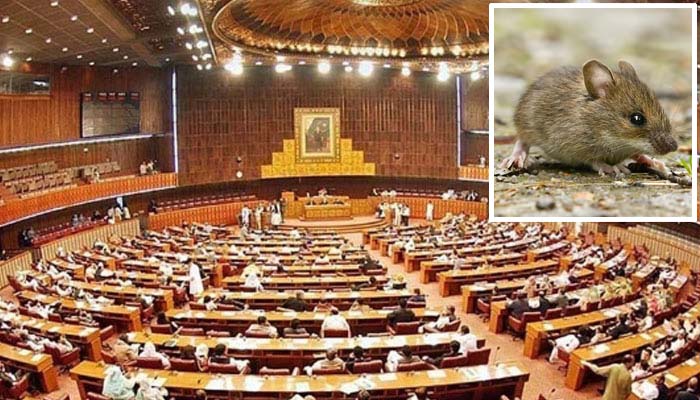 A rat escaped from the Senate during a session.
