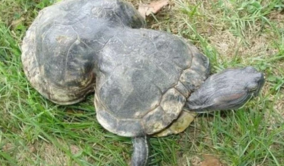 A turtle with a peanut-shaped shell turns 41 years old