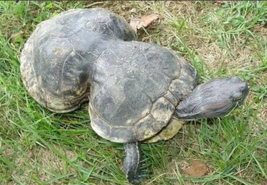A turtle with a peanut-shaped shell turns 41 years old