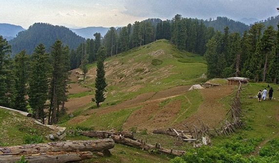 After destroying the forests of Pakhtunkhwa