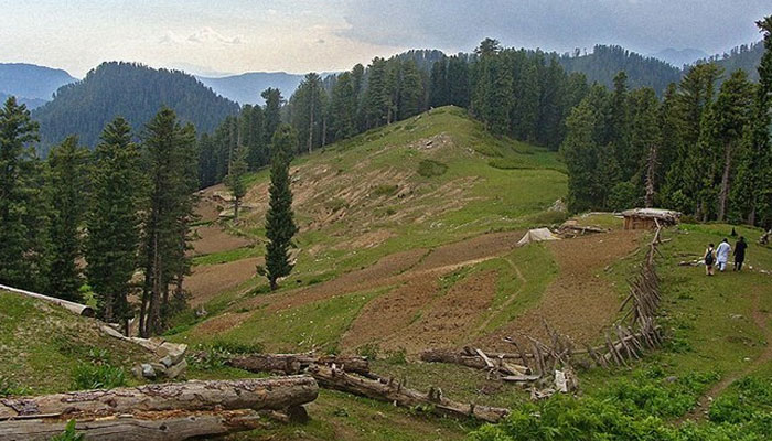 After destroying the forests of Pakhtunkhwa