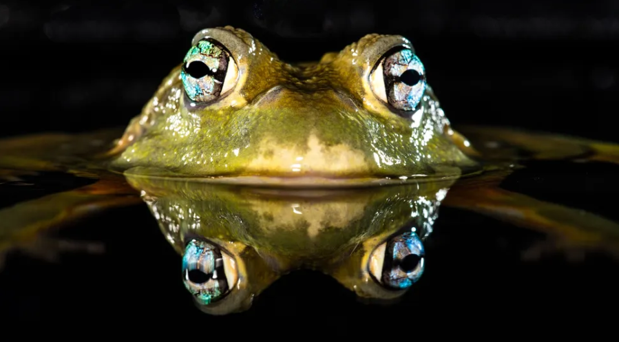 Are frogs capable of drinking water and breathing through their skin?