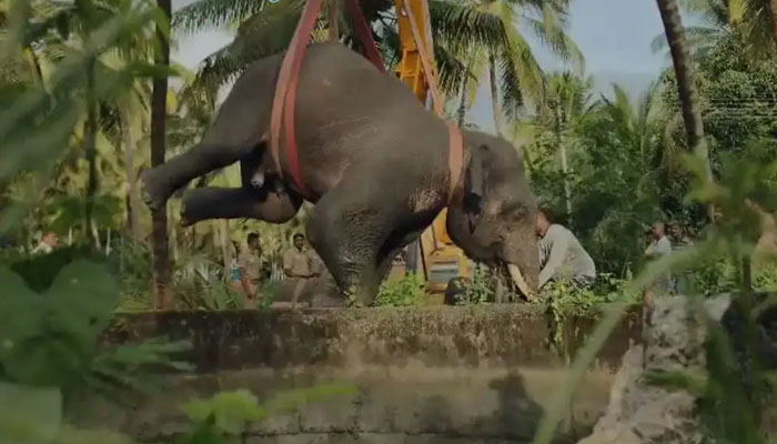 Elephant dies after falling into 30-foot deep well while searching for food