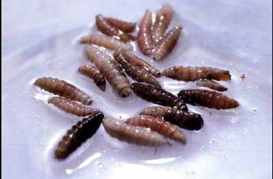 First case of human flesh-eating 'screwworm' reported in the US