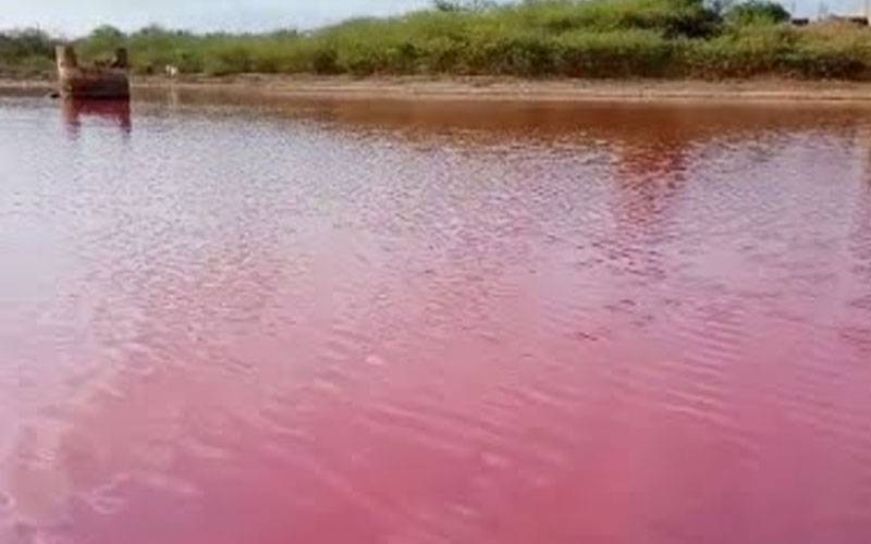 Gadani's seawater turned pink, the reason has also been revealed