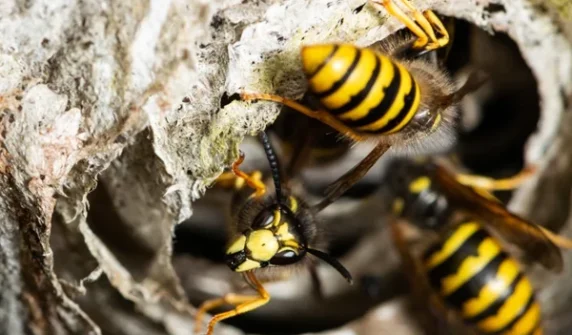 Hive of radioactive wasps discovered at inactive nuclear weapons site