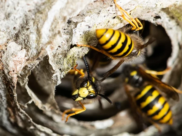 Hive of radioactive wasps discovered at inactive nuclear weapons site