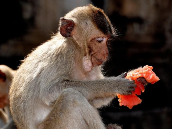 Monkeys with big thumbs also have big brains, new discovery