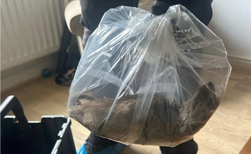 North Yorkshire, England: 22-inch-long rat found in a house