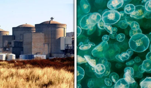 Nuclear power plant shut down in France due to jellyfish