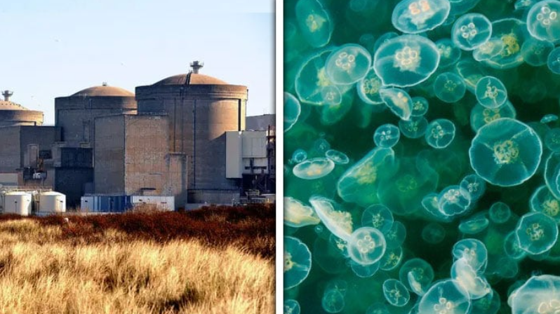 Nuclear power plant shut down in France due to jellyfish