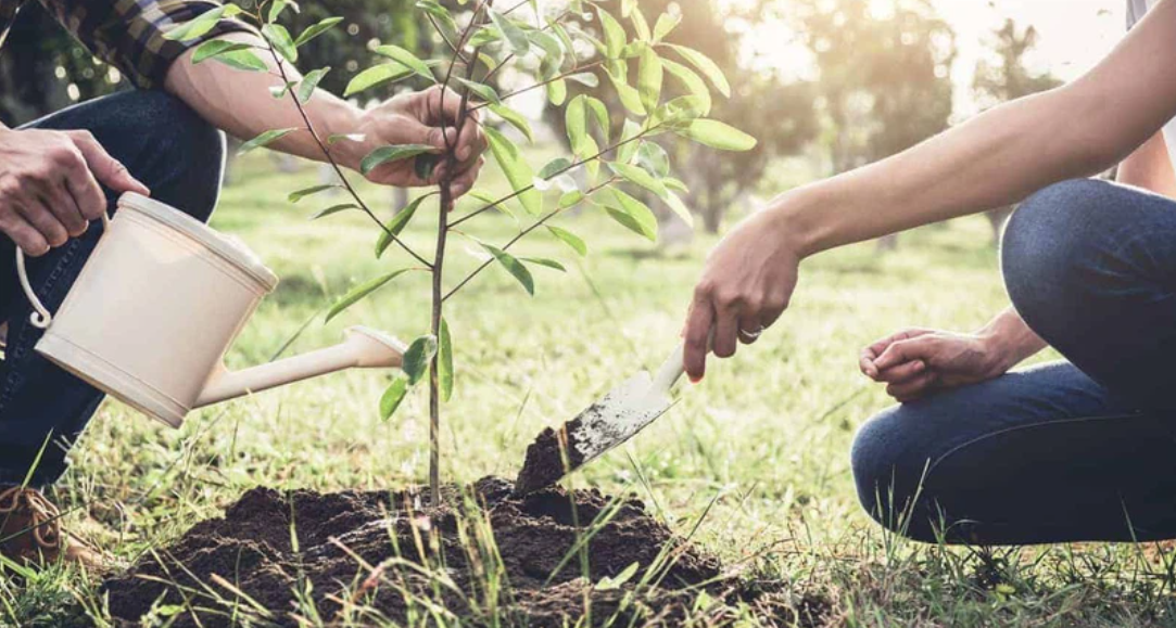 Punjab Government's great offer: Call now to plant free saplings at home