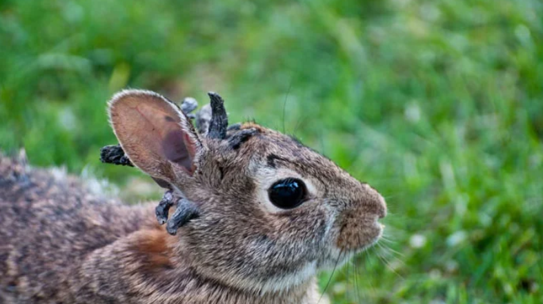 Rabbits in Colorado started growing "horns." What is the reason?