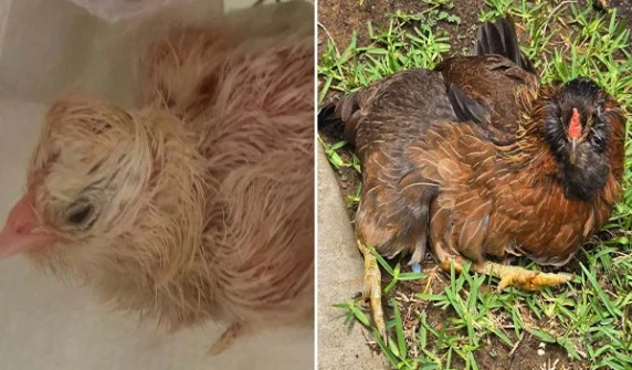 The world's oldest chicken