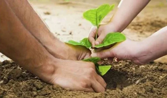 What is the most effective place to plant trees to reduce ground temperature