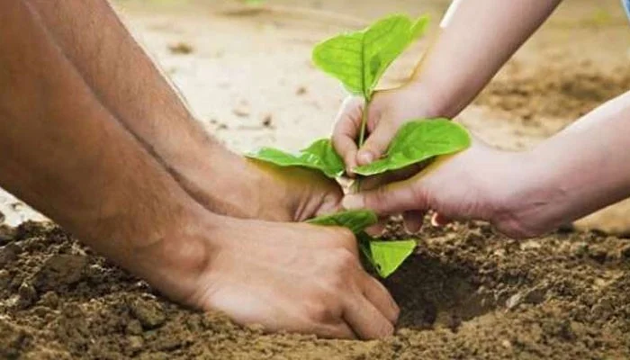 What is the most effective place to plant trees to reduce ground temperature