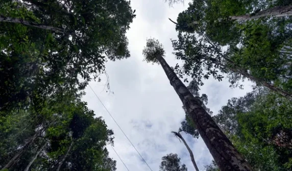 Amazon rainforests are getting taller