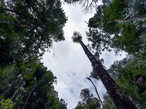 Amazon rainforests are getting taller
