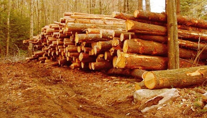 Ban on deforestation and timber auction in Punjab