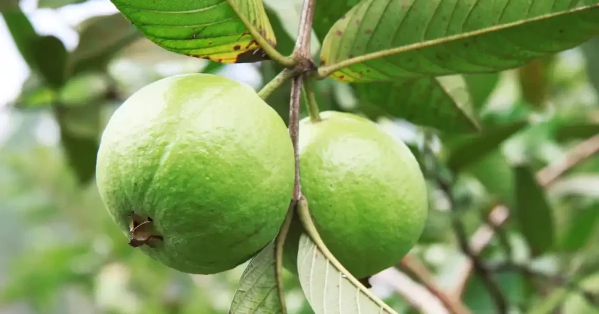 Cancer-fighting molecule discovered in guava