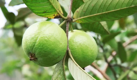 Cancer-fighting molecule discovered in guava