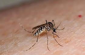 Dengue virus out of control in Islamabad