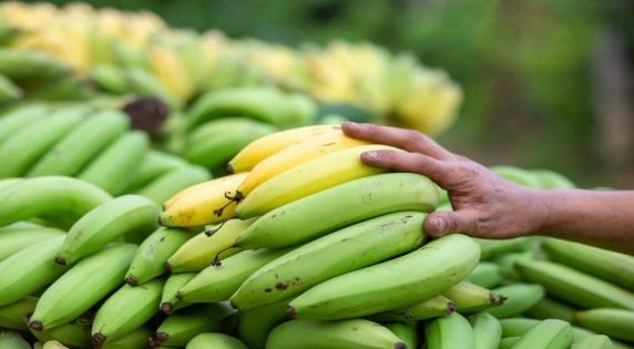 Disadvantages of eating raw bananas