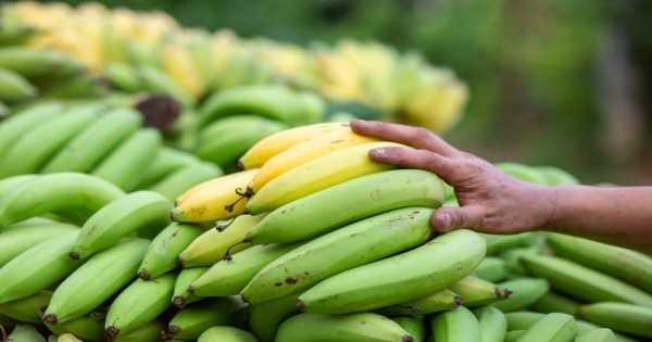 Disadvantages of eating raw bananas