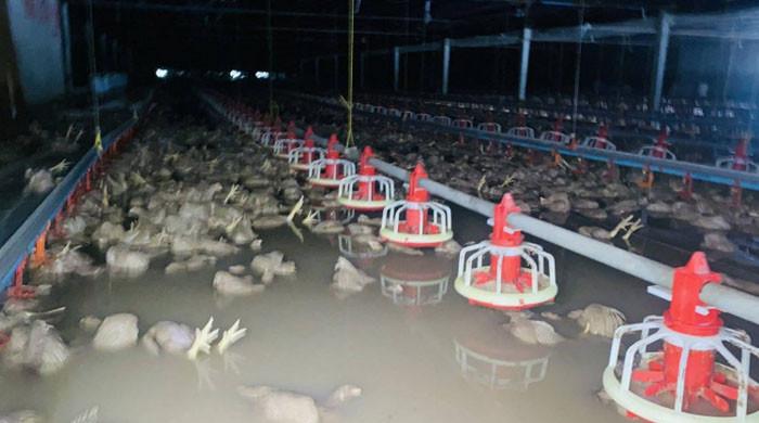 Floods inundate poultry farm, killing 50,000 chickens
